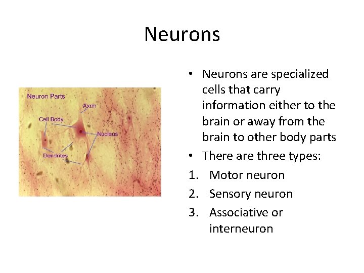 Neurons • Neurons are specialized cells that carry information either to the brain or