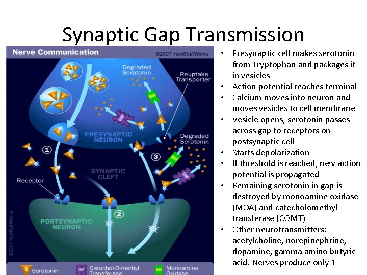 Synaptic Gap Transmission • Presynaptic cell makes serotonin from Tryptophan and packages it in