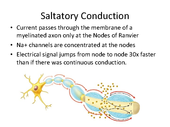 Saltatory Conduction • Current passes through the membrane of a myelinated axon only at
