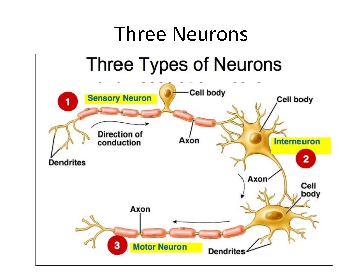 Three Neurons 