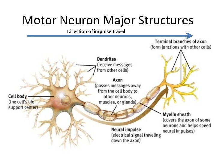 Motor Neuron Major Structures Direction of impulse travel 