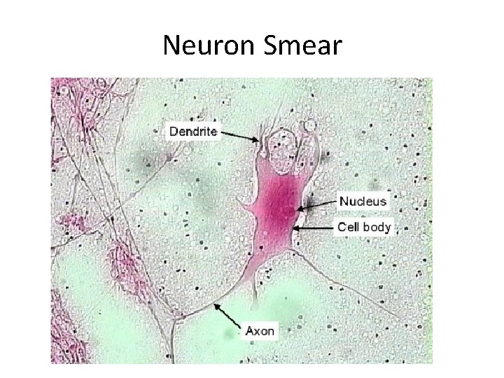 Neuron Smear 
