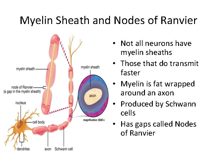 Myelin Sheath and Nodes of Ranvier • Not all neurons have myelin sheaths •