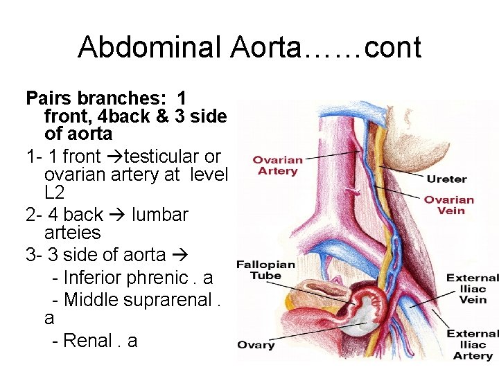 Abdominal Aorta……cont Pairs branches: 1 front, 4 back & 3 side of aorta 1