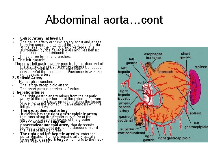 Abdominal aorta…cont • • Celiac Artery at level L 1 The celiac artery or