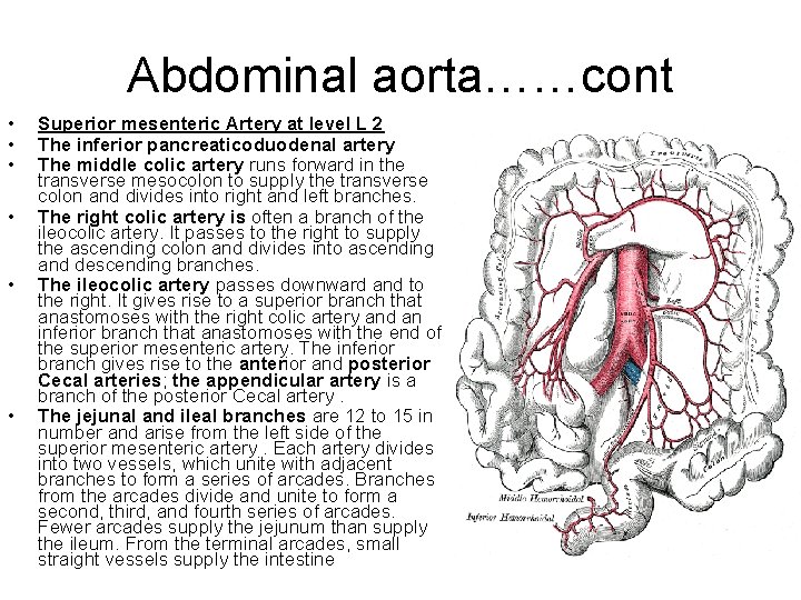 Abdominal aorta……cont • • • Superior mesenteric Artery at level L 2 The inferior