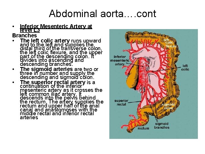 Abdominal aorta…. cont • Inferior Mesenteric Artery at level L 3 Branches • The