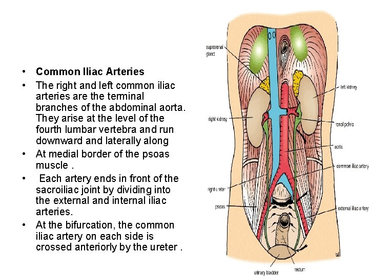  • Common Iliac Arteries • The right and left common iliac arteries are