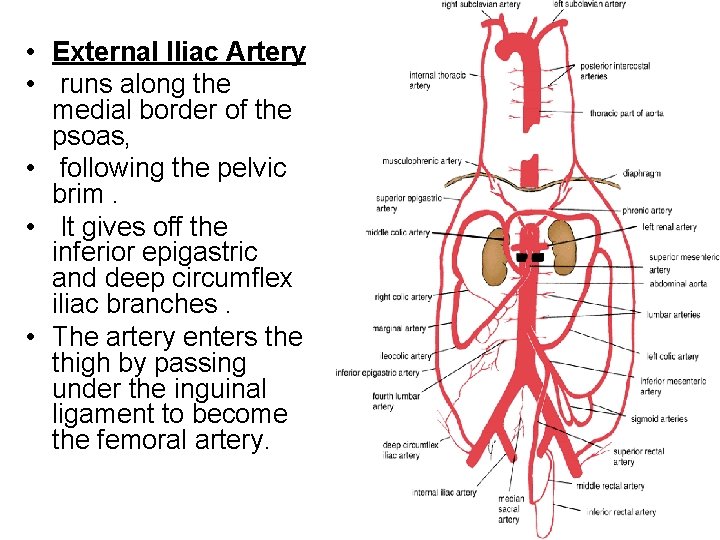  • External Iliac Artery • runs along the medial border of the psoas,