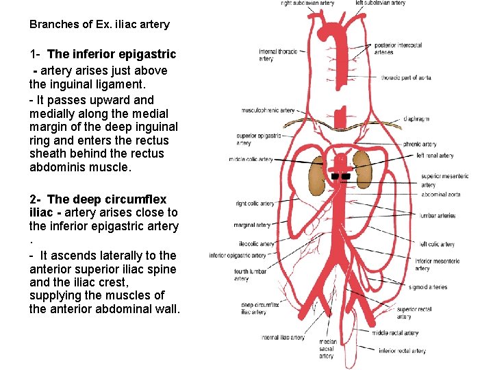 Branches of Ex. iliac artery 1 - The inferior epigastric - artery arises just