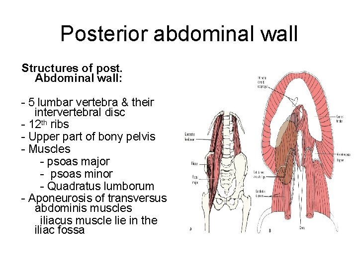 Posterior abdominal wall Structures of post. Abdominal wall: - 5 lumbar vertebra & their