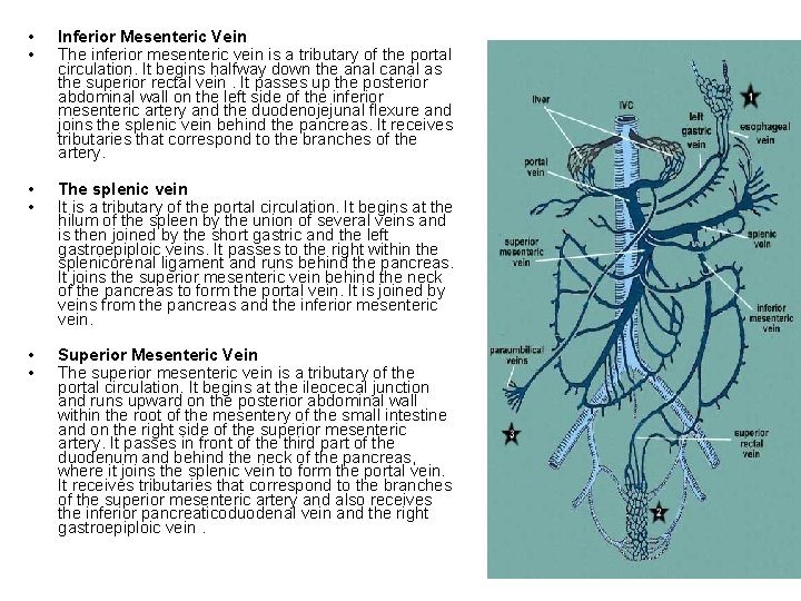  • • Inferior Mesenteric Vein The inferior mesenteric vein is a tributary of