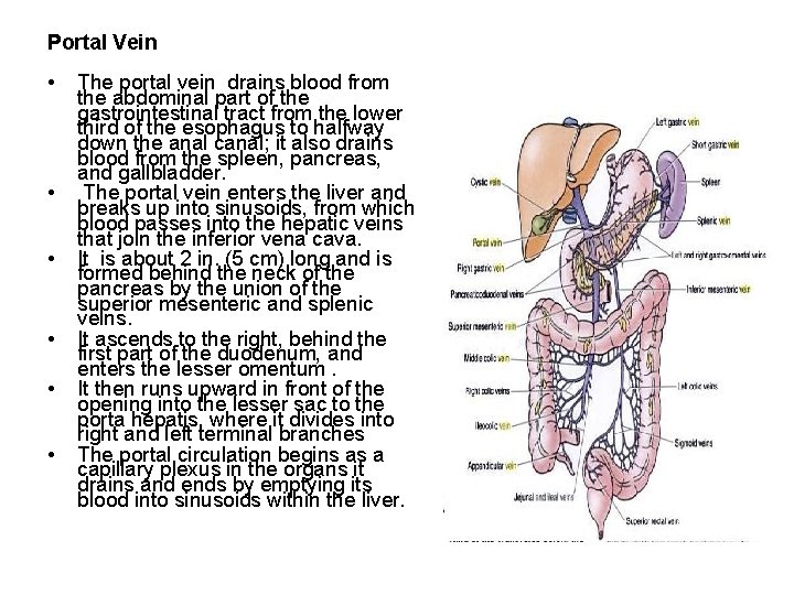 Portal Vein • • • The portal vein drains blood from the abdominal part