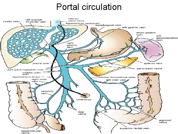 Portal circulation 