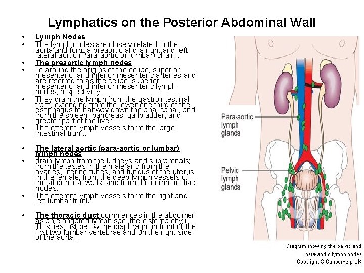 Lymphatics on the Posterior Abdominal Wall • • • Lymph Nodes The lymph nodes