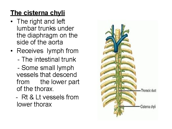 The cisterna chyli • The right and left lumbar trunks under the diaphragm on