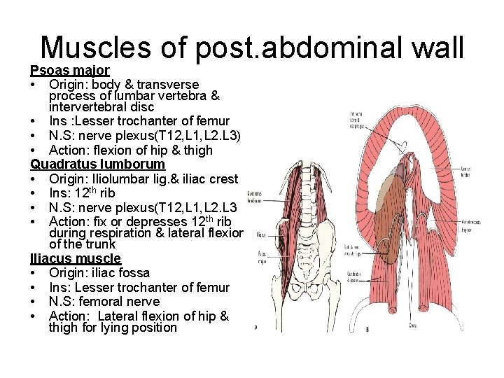 Muscles of post. abdominal wall Psoas major • Origin: body & transverse process of