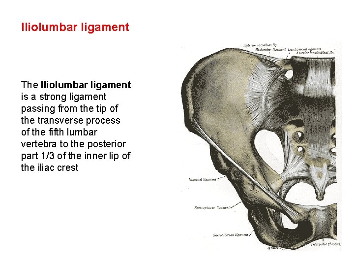 Iliolumbar ligament The Iliolumbar ligament is a strong ligament passing from the tip of