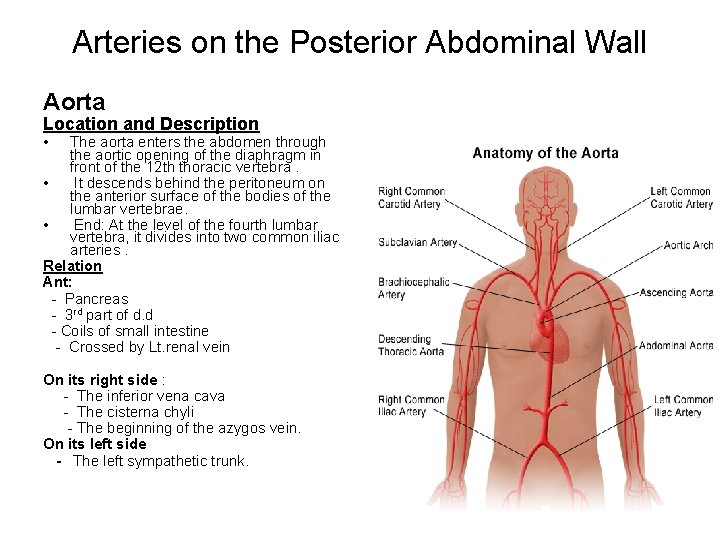 Arteries on the Posterior Abdominal Wall Aorta Location and Description • The aorta enters