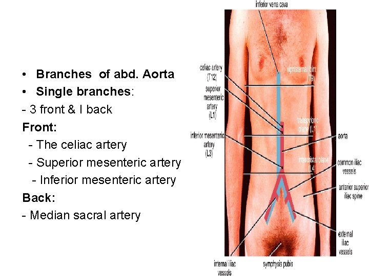  • Branches of abd. Aorta • Single branches: - 3 front & I