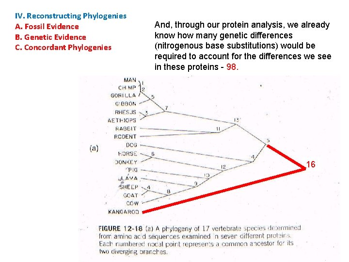 IV. Reconstructing Phylogenies A. Fossil Evidence B. Genetic Evidence C. Concordant Phylogenies And, through