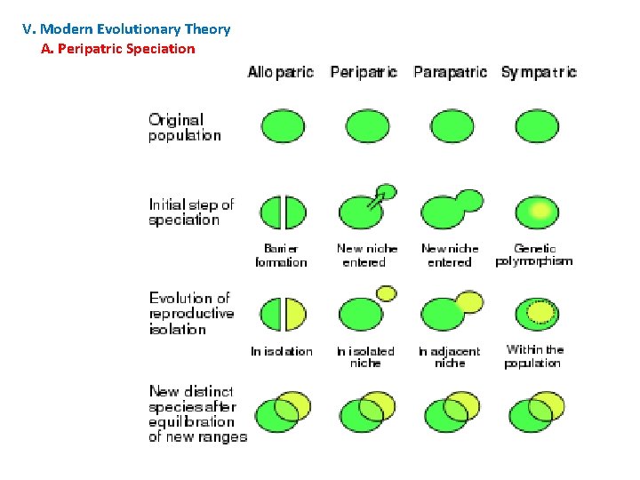 V. Modern Evolutionary Theory A. Peripatric Speciation 