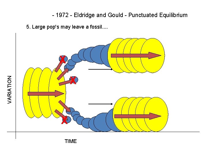 - 1972 - Eldridge and Gould - Punctuated Equilibrium 5. Large pop's may leave