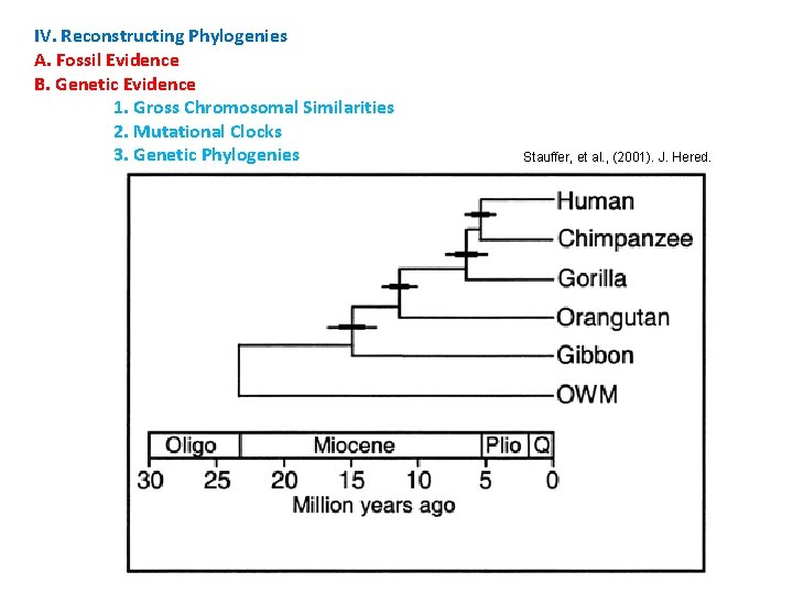 IV. Reconstructing Phylogenies A. Fossil Evidence B. Genetic Evidence 1. Gross Chromosomal Similarities 2.