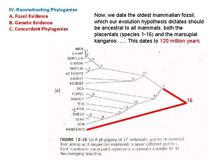 IV. Reconstructing Phylogenies A. Fossil Evidence B. Genetic Evidence C. Concordant Phylogenies Now, we