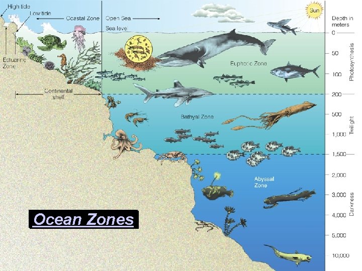 Ocean Zones 