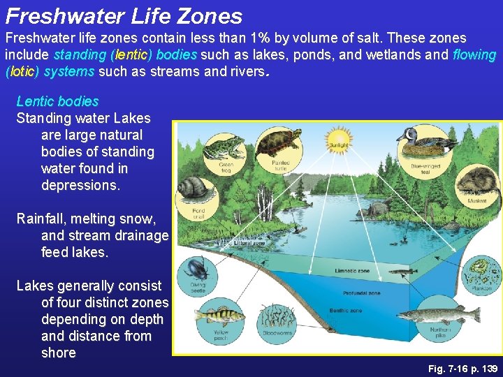 Freshwater Life Zones Freshwater life zones contain less than 1% by volume of salt.