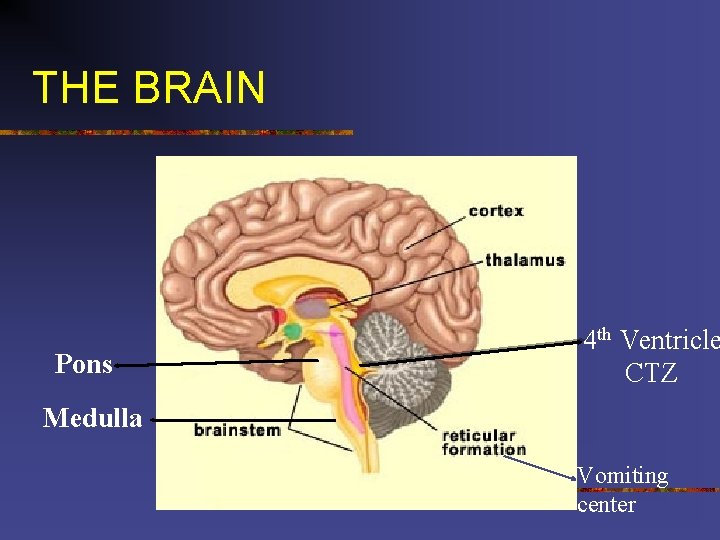 THE BRAIN Pons 4 th Ventricle CTZ Medulla Vomiting center 