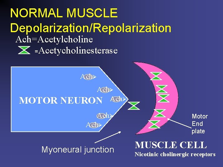 NORMAL MUSCLE Depolarization/Repolarization Ach=Acetylcholine =Acetycholinesterase Ach MOTOR Ach NEURON Ach Ach Myoneural junction Motor