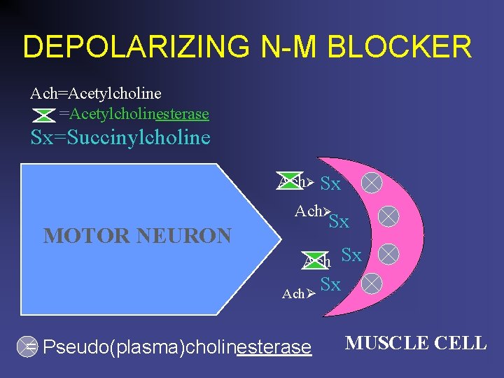 DEPOLARIZING N-M BLOCKER Ach=Acetylcholinesterase Sx=Succinylcholine Ach Sx Ach MOTOR NEURON Sx Ach = Pseudo(plasma)cholinesterase