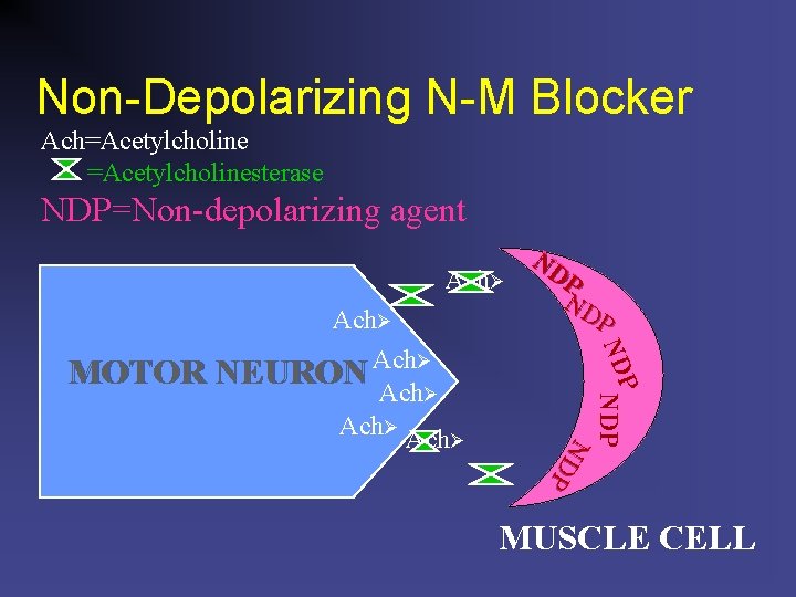 Non-Depolarizing N-M Blocker Ach=Acetylcholinesterase NDP=Non-depolarizing agent Ach P ND NDP N D P Ach
