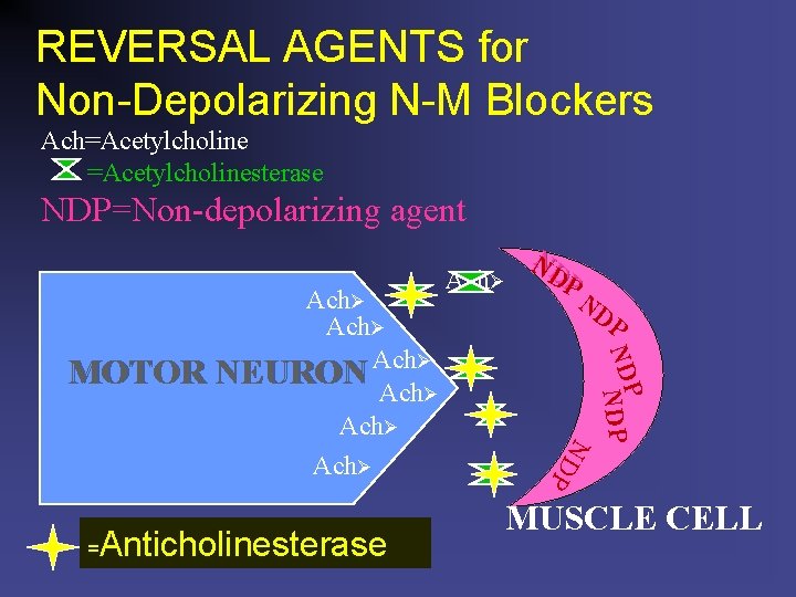 REVERSAL AGENTS for Non-Depolarizing N-M Blockers Ach=Acetylcholinesterase NDP=Non-depolarizing agent Anticholinesterase P NDPNDP = ND