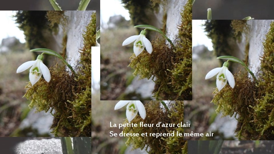 La petite fleur d’azur clair Se dresse et reprend le même air 