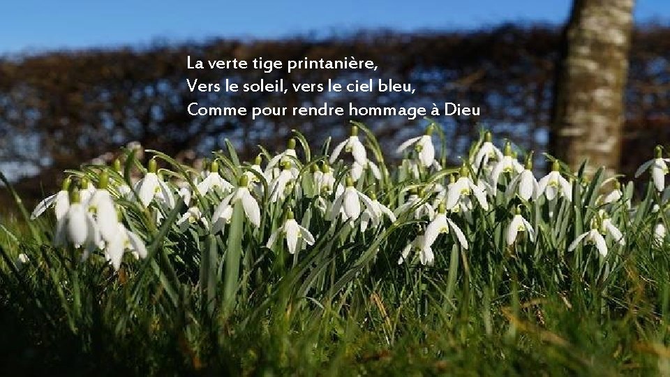 La verte tige printanière, Vers le soleil, vers le ciel bleu, Comme pour rendre