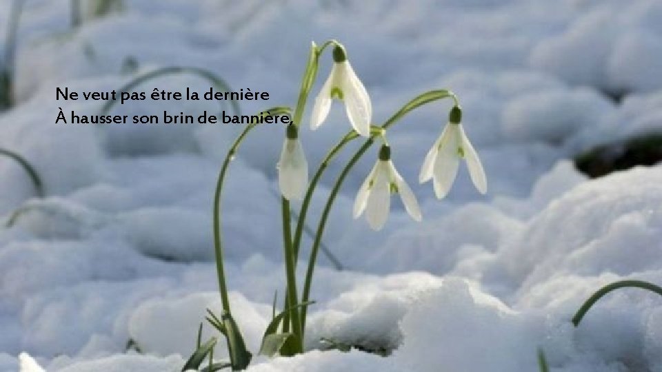 Ne veut pas être la dernière À hausser son brin de bannière, 