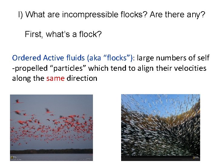 I) What are incompressible flocks? Are there any? First, what’s a flock? Ordered Active