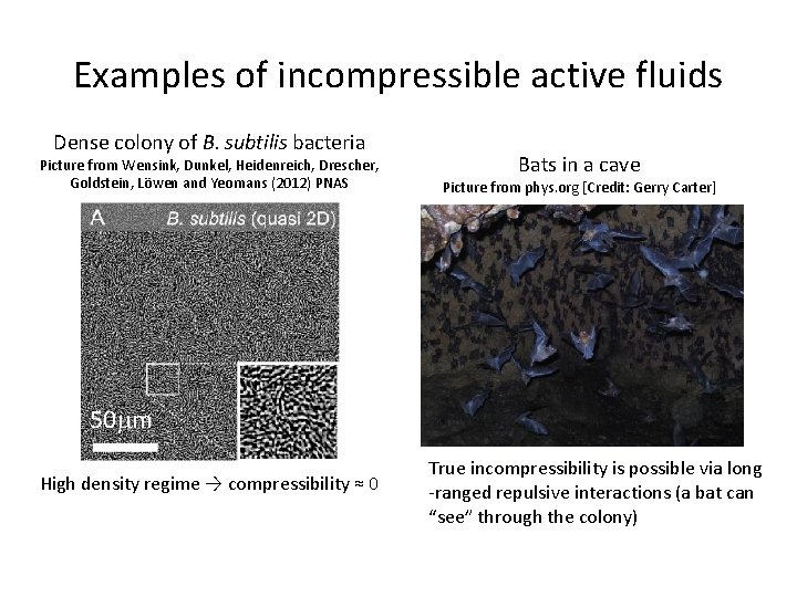 Examples of incompressible active fluids Dense colony of B. subtilis bacteria Picture from Wensink,