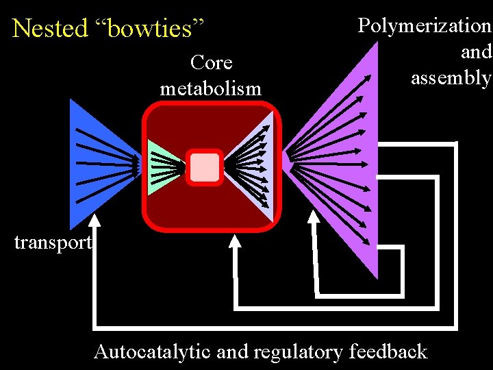 Nested “bowties” Core metabolism Polymerization and assembly transport Autocatalytic and regulatory feedback 