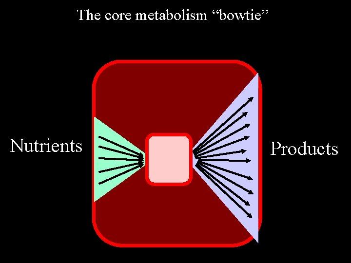 The core metabolism “bowtie” Nutrients Products 