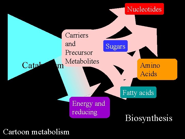 Nucleotides Catabolism Carriers and Sugars Precursor Metabolites Amino Acids Fatty acids Energy and reducing