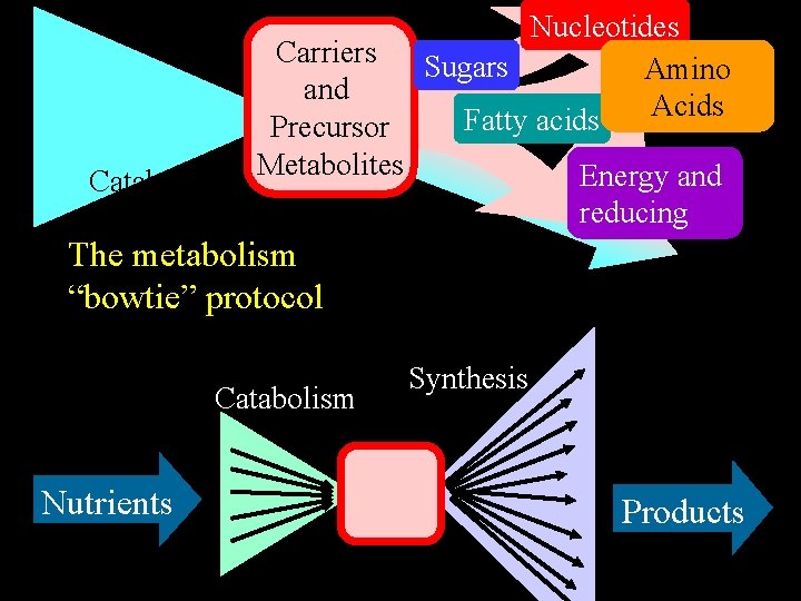 Catabolism Carriers and Precursor Metabolites Nucleotides Sugars Amino Acids Fatty acids Energy and reducing