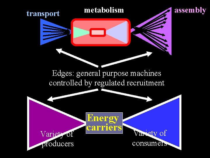 transport metabolism assembly Edges: general purpose machines controlled by regulated recruitment Variety of producers