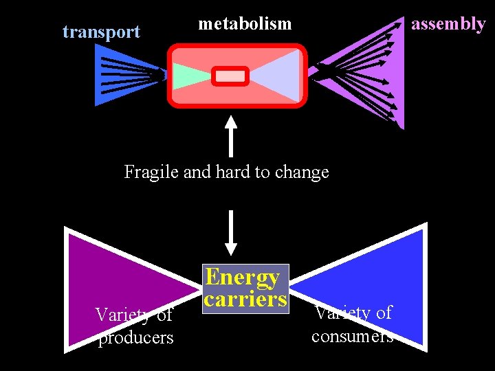 transport metabolism assembly Fragile and hard to change Variety of producers Energy carriers Variety