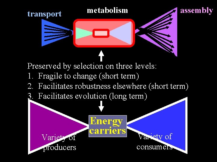 transport metabolism assembly Preserved by selection on three levels: 1. Fragile to change (short