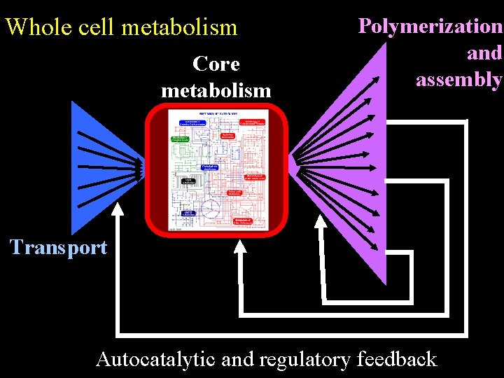 Whole cell metabolism Core metabolism Polymerization and assembly Transport Autocatalytic and regulatory feedback 