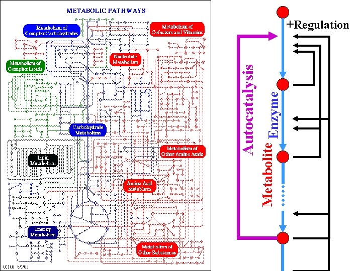 Metabolite Enzyme Autocatalysis +Regulation 